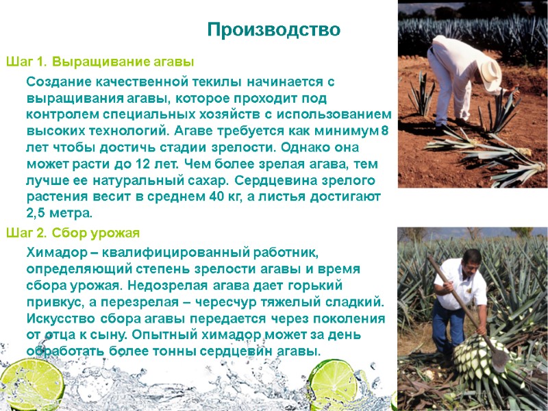 Производство Шаг 1. Выращивание агавы Создание качественной текилы начинается с выращивания агавы, которое Производство Шаг 1. Выращивание агавы Создание качественной текилы начинается с выращивания агавы, которое